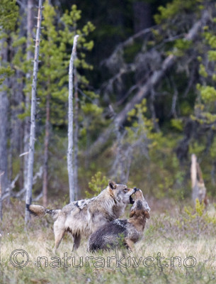 BB 09 0021 / Canis lupus / Ulv